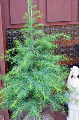 Himalya Zeder Cedrus deodara 60-80 cm im 7,5 Liter Pflanzcontainer von Plantenwelt Wiesmoor