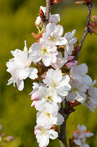 Japanische Säulenzierkirsche Prunus serrulata Amanogawa 80-100 cm hoch im 5 Liter Pflanzcontainer von Plantenwelt Wiesmoor