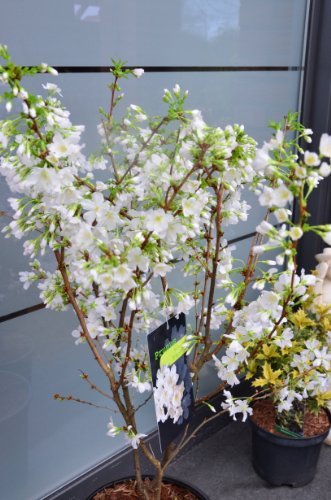 Japanische Zierkirsche Prunus kurilensis Brilliant 60-80 cm hoch im 5 Liter Pflanzcontainer von Plantenwelt Wiesmoor