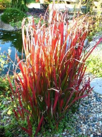 Japanisches Blutgras Imperata cylindrica Red Baron Solitär im 5 Liter Pflanzcontainer von Plantenwelt