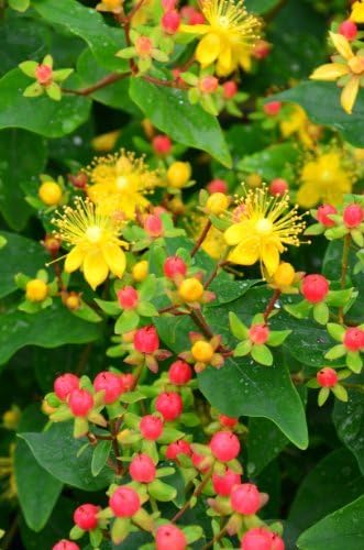 Johanniskraut Hypericum inodorum Magical Beauty ® 30 - 40 cm hoch im 3 Liter Pflanzcontainer von Plantenwelt Wiesmoor