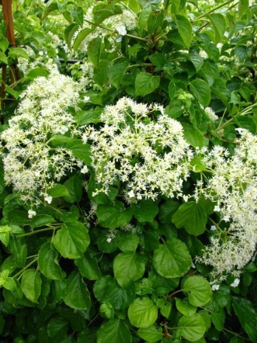 Kletterhortensie Hydrangea petiolaris 60-80 cm hoch im 3 Liter Pflanzcontainer von Plantenwelt Wiesmoor