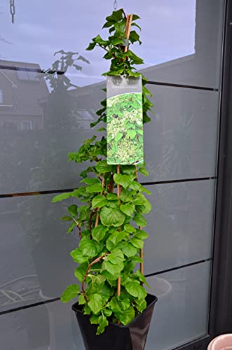 Kletterhortensie Hydrangea petiolaris 80-100 cm hoch im 5 Liter Pflanzcontainer von Plantenwelt Wiesmoor