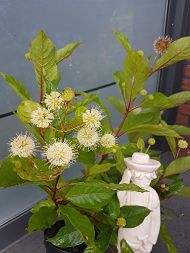 Knopfblume Cephalanthus occidentalis 40 - 60 cm hoch im 3 Liter Pflanzcontainer von Plantenwelt Wiesmoor