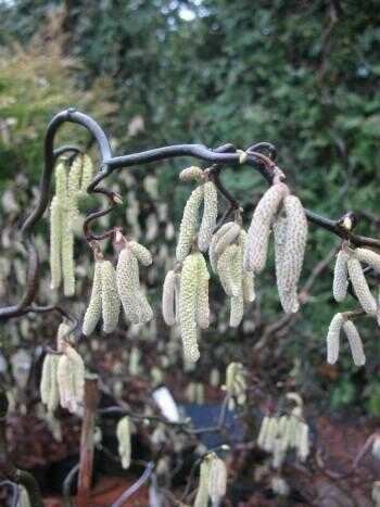 Korkenzieher Hasel Corylus avellana Contorta 40-60 cm hoch im 3 Liter Pflanzcontainer von Plantenwelt Wiesmoor