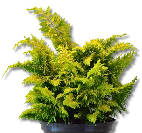 Muschelzypresse Chamaecyparis obtusa Nana Gracilis 30-35 cm breit im 5 Liter Pflanzcontainer Muschelzypresse Chamaecyparis obtusa Nana Gracilis 30-35 cm breit im 5 Liter Pflanzcontainer von Plantenwelt Wiesmoor