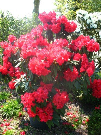 Rhododendron Wilgens Ruby 60 cm hoch mit Ballen von Plantenwelt Wiesmoor