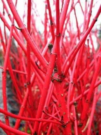 Rotholz Hartriegel Cornus alba Sibirica 80-100 cm hoch im 3 Liter Pflanzcontainer von Plantenwelt Wiesmoor