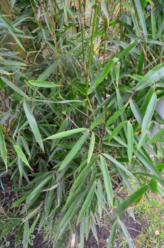 Schirmbambus Fargesia robusta Campbell 80 - 100 cm hoch im 7,5 Liter Pflanzcontainer von Plantenwelt Wiesmoor