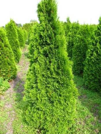 Smaragd Lebensbaum Thuja occidentalis Smaragd 40-50 cm hoch im 2 Liter Pflanzcontainer von Plantenwelt Wiesmoor