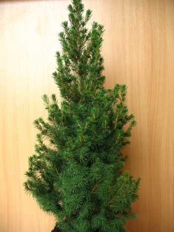 Zuckerhutfichte Picea glauca Conica 70-80 cm hoch im 5 Liter Pflanzcontainer von Plantenwelt Wiesmoor