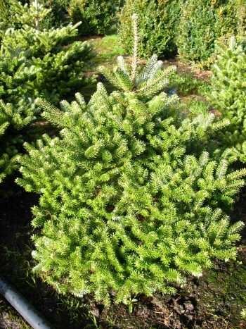 Zwerg Korea Tanne Abies koreana Molli 70-80 cm hoch mit Ballen von Plantenwelt Wiesmoor