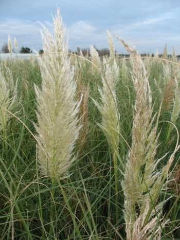 Zwerg Pampasgras Cortaderia selloana Pumila im 5 Liter Pflanzcontainer von Plantenwelt Wiesmoor