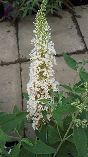 Zwerg-Schmetterlingsstrauch Buddleja Buzz Ivory 30-40 cm im 3 Liter Pflanzcontaier Zwerg-Schmetterlingsstrauch Buddleja Buzz Ivory 30-40 cm im 3 Liter Pflanzcontaier von Plantenwelt Wiesmoor