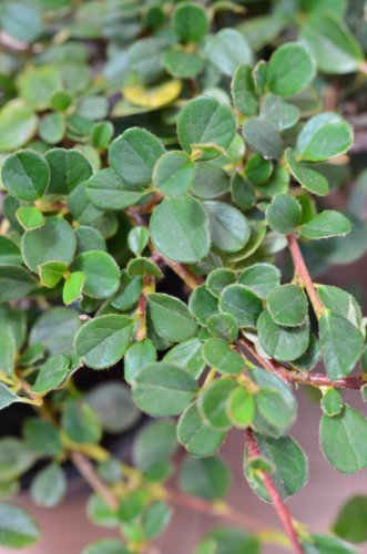 Zwergmispel Cotoneaster dammeri Streibs Findling 15-20 cm im Topfballen 1 VE = 30 Stck. Zwergmispel Cotoneaster dammeri Streibs Findling 15-20 cm im Topfballen 1 VE = 30 Stck. von Plantenwelt Wiesmoor