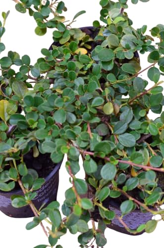 Zwergmispel Cotoneaster dammeri Streibs Findling 15-20 cm im Topfballen 1 VE = 40 Stck. von Plantenwelt Wiesmoor