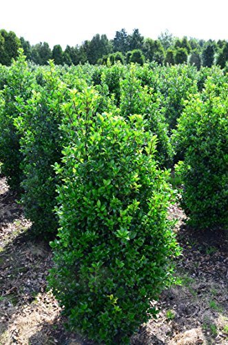 amerikanische Hülse, Ilex meserveae Heckenstar -S- 60 - 80 cm hoch im 5 Liter Pflanzcontainer von Plantenwelt Wiesmoor