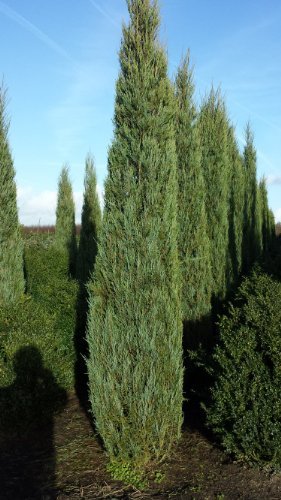 blauer Raketen Wacholder Juniperus scopulorum Blue Arrow 50-60 cm hoch im 4 Liter Pflanzcontainer von Plantenwelt