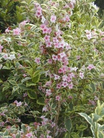 buntblättrige Weigelie Weigela florida Nana Variegata 40-60 cm hoch im 3 Liter Pflanzcontainer von Plantenwelt Wiesmoor