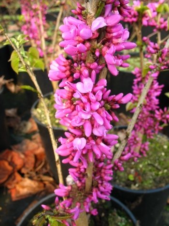 chinesischer Judasblattbaum Cercis sinensis Avondale 60-80 cm hoch im 5 Liter Pflanzcontainer von Plantenwelt Wiesmoor