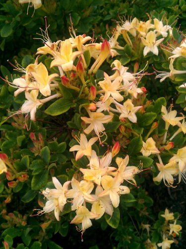 duftende Garten Azalee Rhododendron viscosum Lemon Drop 40 - 50 cm hoch im 5 Liter Pflanzcontainer von Plantenwelt Wiesmoor