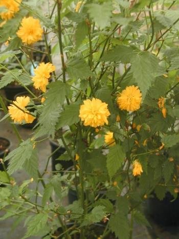 gefüllter Ranunkelstrauch, Kerria japonica Pleniflora 60-100 cm hoch im 5 Liter Pflanzcontainer von Plantenwelt Wiesmoor