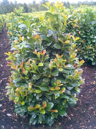 immergrüner Kirschlorbeer Prunus laurocerasus Etna -R- 80-100 cm hoch und 80 cm breit Solitär im 12 Liter Pflanzcontainer von Plantenwelt Wiesmoor