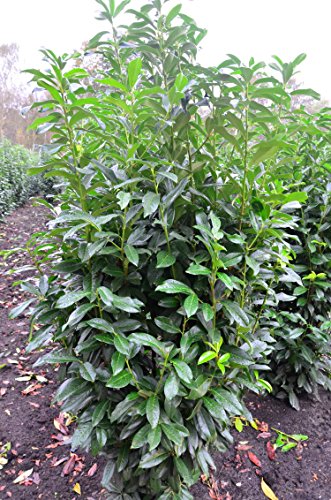 immergrüner Kirschlorbeer Prunus laurocerasus Genolia -R- 150-175 cm hoch im 15 Liter Pflanzcontainer immergrüner Kirschlorbeer Prunus laurocerasus Genolia -R- 150-175 cm hoch im 15 Liter Pflanzcontainer von Plantenwelt Wiesmoor
