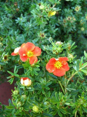 rot blühender Fünffingerstrauch Potentilla Red Ace 30 cm hoch im 3 Liter Pflanzcontainer von Plantenwelt Wiesmoor