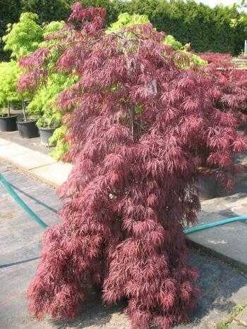 roter japanischer Schlitzahorn Acer palmatum Dissectum Garnet 60-80 cm breit im 10 Liter Pflanzcontainer von Plantenwelt Wiesmoor