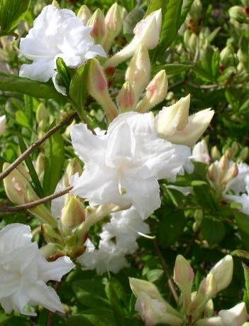 weiß blühende Garten Azalee Rhododendron luteum Whitethroat 30-40 cm hoch im 5 Liter Pflanzcontainer von Plantenwelt Wiesmoor