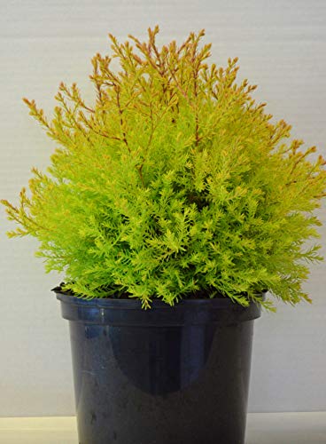 Abendländischer Lebensbaum Thuja occidentalis Fire Chief 20-30 cm breit im 2 Liter Pflanzcontainer von Plantenwelt