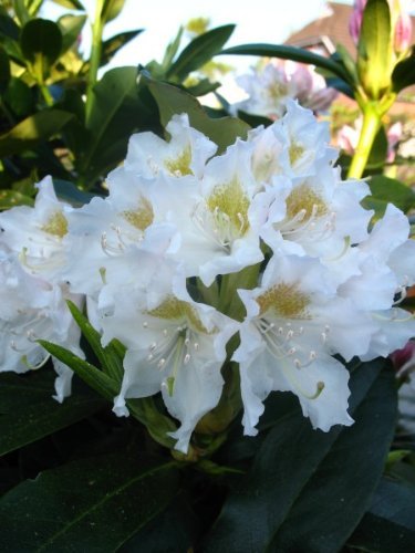 Alpenrose Rhododendron Cunningham's White 60-70 cm hoch mit Ballen von Plantenwelt