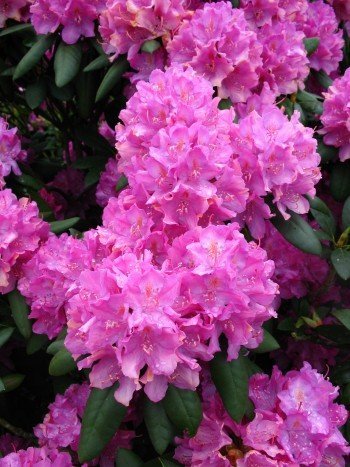 Alpenrose Rhododendron Roseum Elegans 30-40 cm hoch im 5 Liter Pflanzcontainer von Plantenwelt