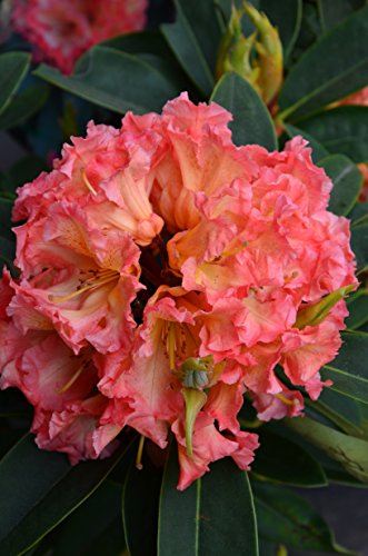 Alpenrose Rhododendron Sun Fire 30-40 cm hoch im 5 Liter Pflanzcontainer von Plantenwelt