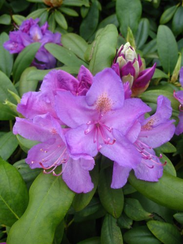 Alpenrose Rhododendron catawbiense Grandiflorum 60-70 cm hoch mit Ballen von Plantenwelt