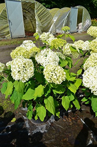 Ballhortensie Hydrangea arborescens Annabelle 80-100 cm im 10 Liter Pflanzcontainer von Plantenwelt