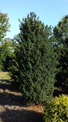 Becher Eibe Taxus media Hicksii 30-40 cm hoch mit 3 Liter Pflanzecontainer von Plantenwelt