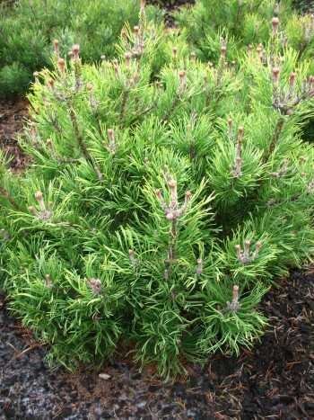 Bergkiefer, Pinus mugo var. mughus Krummholzkiefer 30-40 cm breit im 5 Liter Pflanzcontainer von Plantenwelt