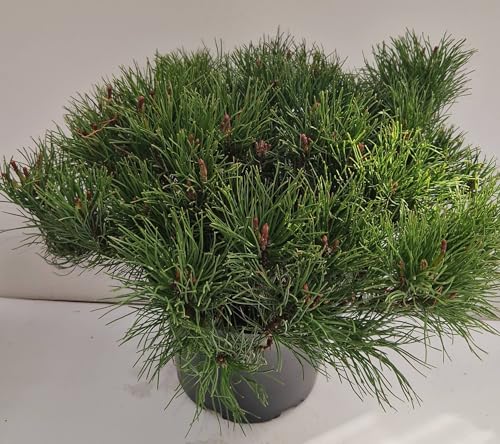 Bergkiefer, Pinus mugo var. mughus Krummholzkiefer 30-40 cm breit im 5 Liter Pflanzcontainer von Plantenwelt