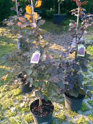 Blutbuche Fagus sylvatica purpurea 60-80 cm hoch im 3 Liter Pflanzcontainer von Plantenwelt