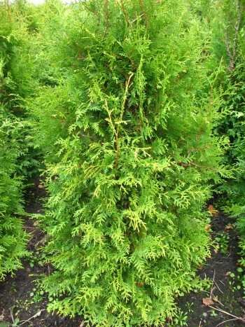 Brabant Lebensbaum Thuja occidentalis Brabant 100-125 cm hoch im 5 Liter Pflanzcontainer von Plantenwelt