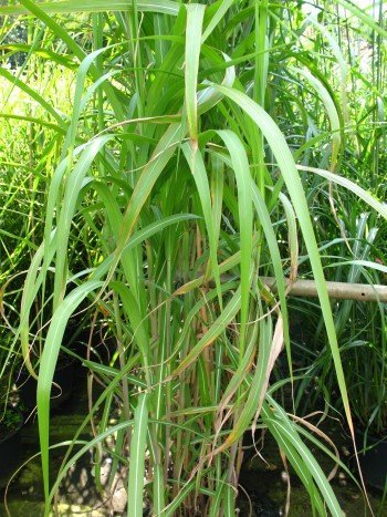 Chinagras Riesen Chinaschilf Miscanthus sinensis giganteus im 10 Liter Pflanzcontainer von Plantenwelt