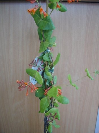 Geißblatt Dropmore Scarlet, Lonicera x brownii Dropmore Scarlet 80-100 cm hoch im 2 Liter Pflanzcontainer von Plantenwelt