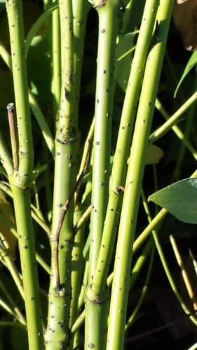 Gelbholz Hartriegel Cornus stolonifera Flaviramea 60-100 cm hoch im 5 Liter Pflanzcontainer von Plantenwelt