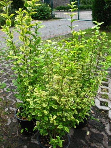 Goldliguster Ligustrum ovalifolium Aureum 40-60 cm hoch im 5 Liter Pflanzcontainer von Plantenwelt