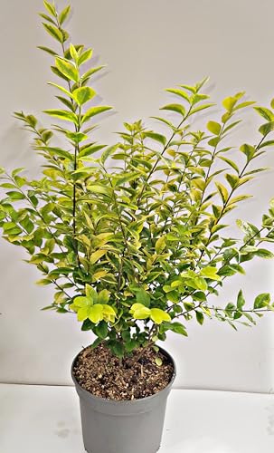 Goldliguster Ligustrum ovalifolium Aureum 60-80 cm hoch im 5 Liter Pflanzcontainer von Plantenwelt