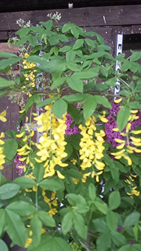 Goldregen Laburnum watereri Vossii 100-125 cm hoch im 7,5 Liter Pflanzcontainer Goldregen Laburnum watereri Vossii 100-125 cm hoch im 7,5 Liter Pflanzcontainer von Plantenwelt