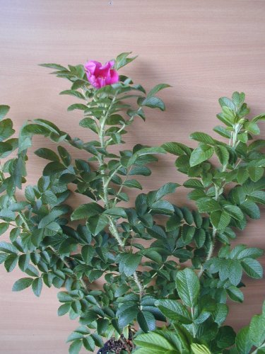 Hagebutte Rosa rugosa 30-40 cm hoch im 3 Liter Pflanzcontainer von Plantenwelt