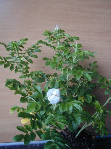 Hagebutte Rosa rugosa Alba 40 cm hoch im 3 Liter Pflanzcontainer von Plantenwelt